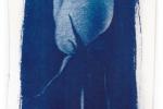 Cyanotypie einer Tulpe